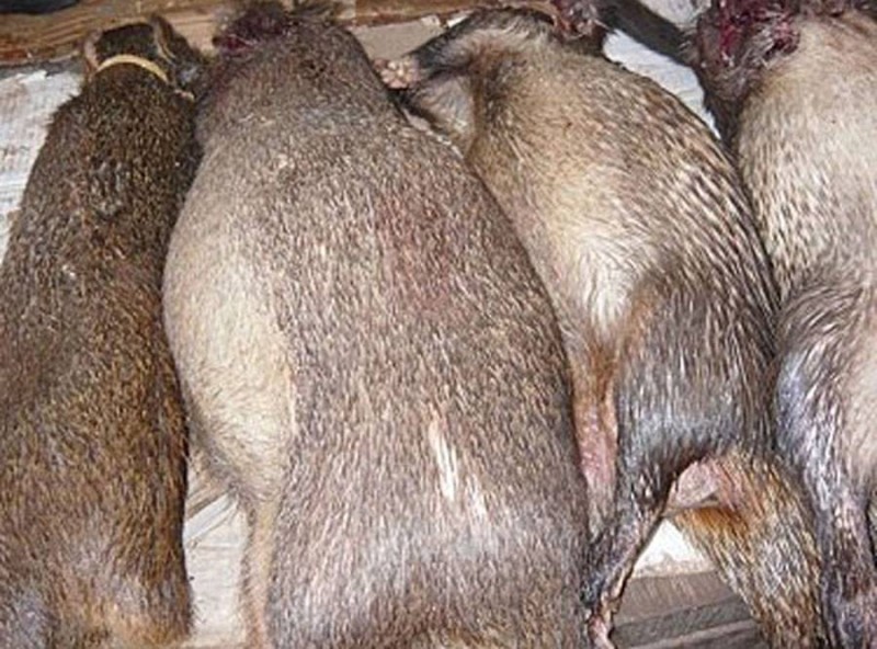 Côte d’Ivoire : la viande de brousse toujours présente dans les maquis malgré la variole du singe