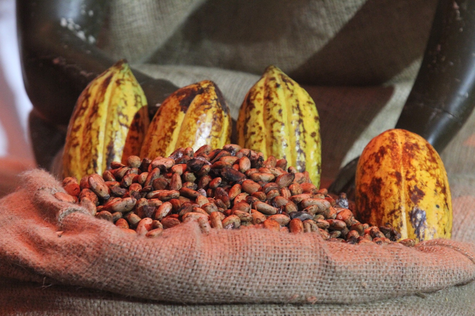 Cacao : l’État ivoirien maintient le prix record de 2 800 FCFA/kg malgré la baisse des cours mondiaux