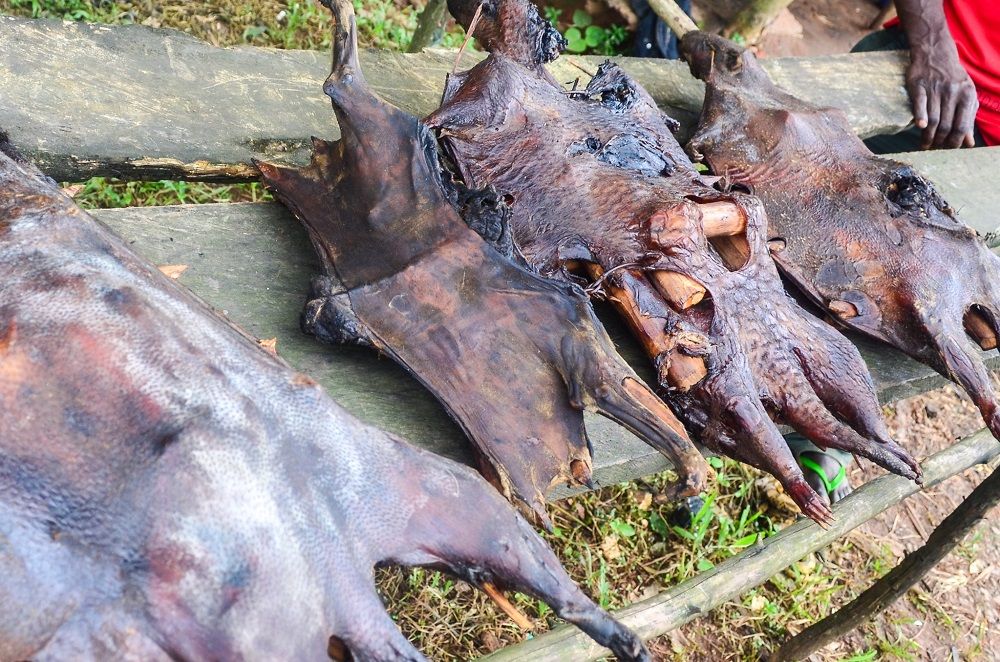 Côte d'Ivoire: interdiction de détention des animaux sauvages