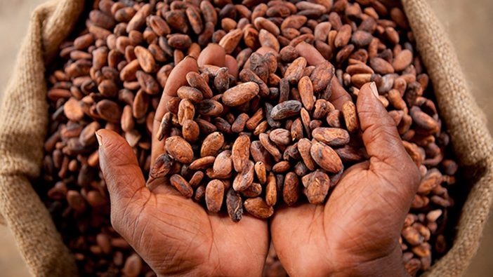 Cacao : le prix bord champ fixé à 1200 FCFA/kg pour la campagne intermédiaire