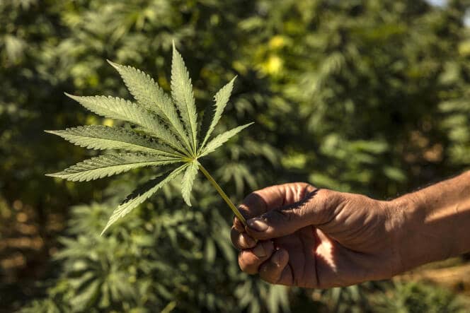 Maroc: grâce royale accordée à plus de 4 800 cultivateurs de cannabis