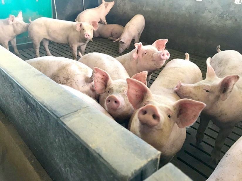 Côte d’Ivoire : retour de la peste porcine africaine à Duékoué (Officiel)