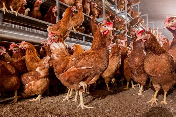 Sénégal : Gade Gui se lance dans la production d’œufs de table, avec le soutien de Proparco