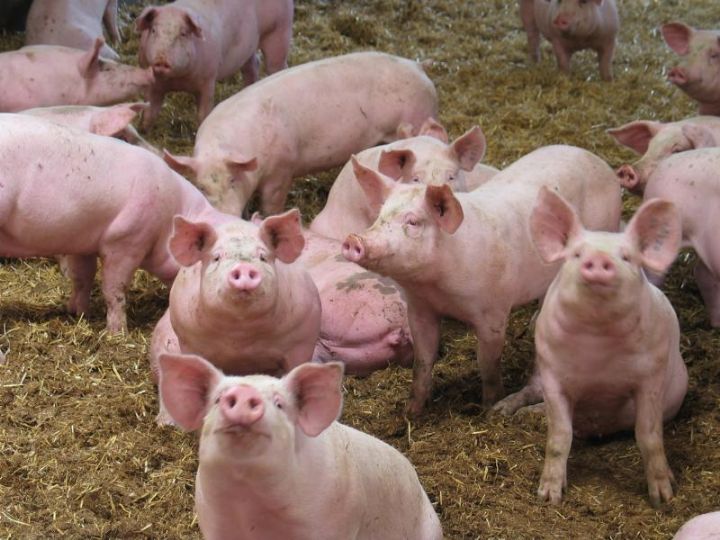 Côte d’Ivoire : la peste porcine déclarée à Bouaflé et Songon