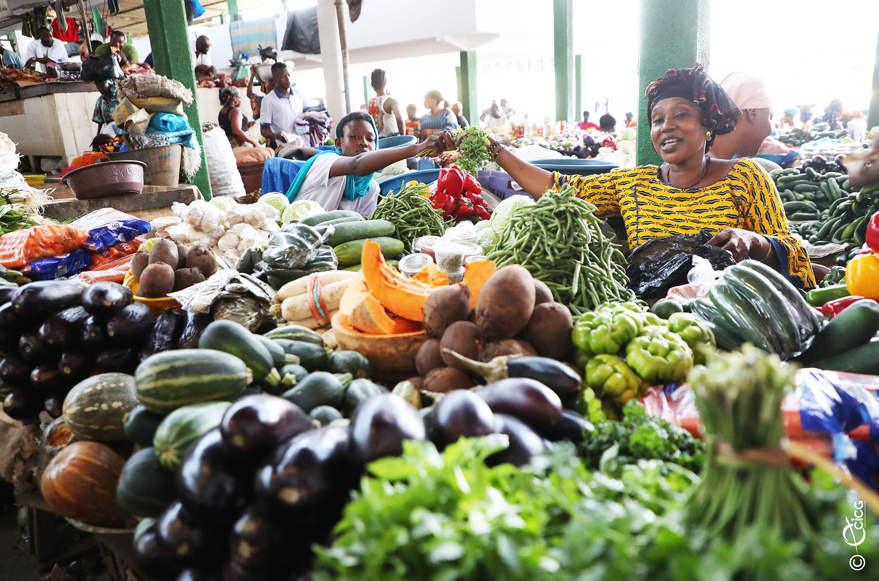 Climat et agriculture : lancement du 12ᵉ Forum régional des prévisions saisonnières en Côte d’Ivoire